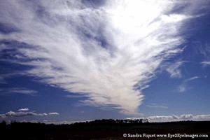 Bird Cloud 